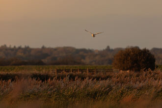 Carlton Marshes, Autumn 2025 - Nick Jermy