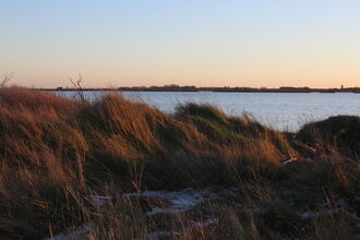 A sunset view looking over long grass toward open water