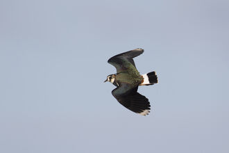Lapwing in flight