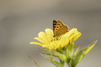 Small Copper butterfly resting on a flower
