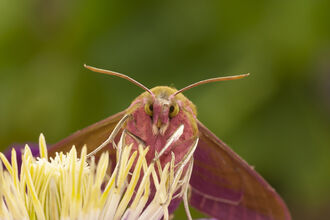 Macro photograph of a hawkmoth