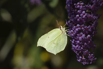 brimstone butterfly