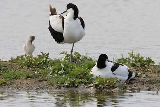 courtesy of Aidan Semmens