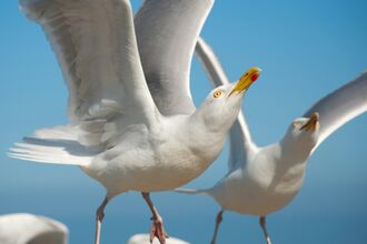 courtesy of Hes Mundt