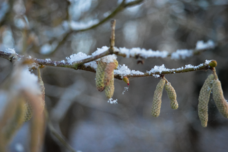 Hazel Catkins