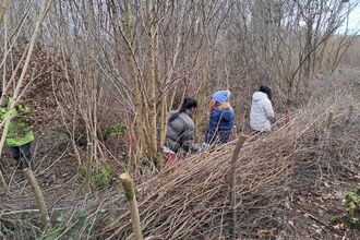 Coppicing at spring wood