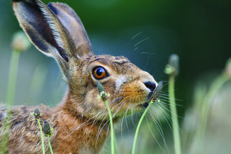 A hare amongst tall grass