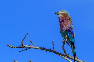 Namibian bird courtesy Wolfgang Schlaifer 