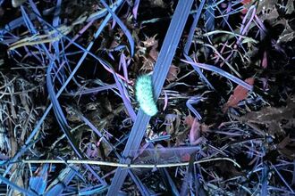 Biofluorescent Walk-caterpillar