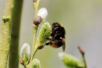Buff-tailed bumblebee on a flower