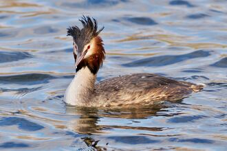 Great crested grebe in breeding plumage