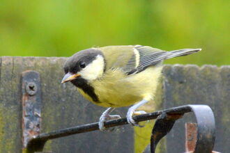 Great Tit by Ken Arthur