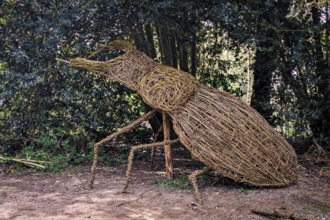 Stag beetle at Arger Fen - Jo Atkins