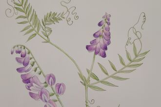 Vetch botanical drawing- Ruth Wharrier