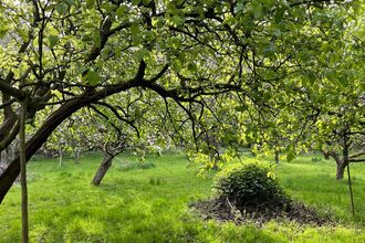 Orchard trees 