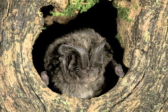Close up of a barbastelle Bat emerging from a hollow in a tree