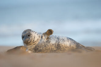 Seal laying on the beach