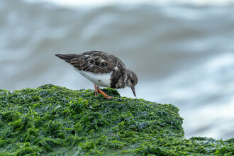 Turnstone on an algae covered rock