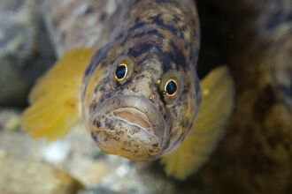 A close up of a butterfish face on