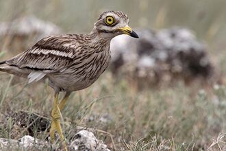 Stone Curlew courtesy of Alex Bass