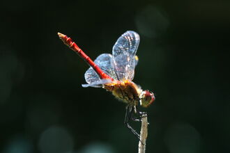 Common darter