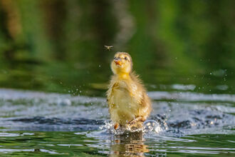 Duckling