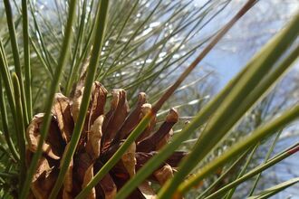 Conifers courtesy of Fay Jones