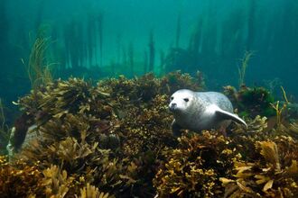 Scottish Wildlife Trust