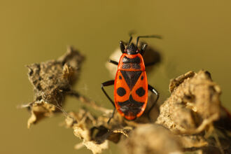 A firebug resting on a dead seedhead. It's a surfboard-shaped bug with a black head, black legs and a red body with black markings