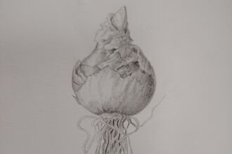 Pencil sketch of bulb