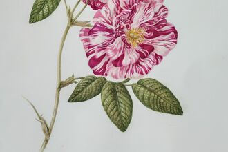 Watercolour painting of variegated roses