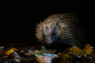 Hedgehog at night