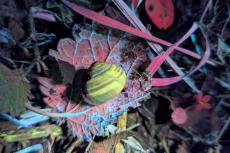 A snail on a leaf glowing with biofluorescent colours