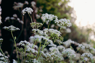 Wild flowers