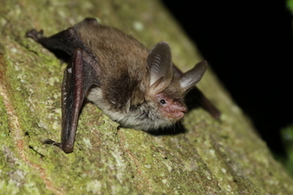 Bechstein's bat - Chris Damant