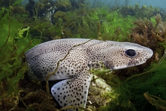 Small-spotted catshark - Alexander Mustard/2020VISION