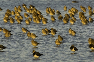 Golden plover and lapwing - Andrew Parkinson/2020Vision