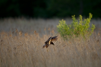 Marsh harrier - Andrew Parkinson/2020VISION