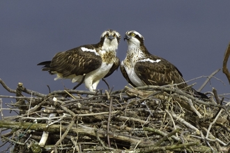 Osprey - Andy Rouse/2020VISION