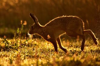 Suffolk Wildlife Trust