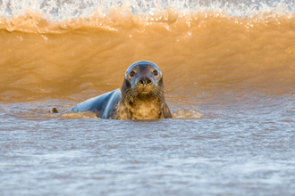 Grey seal - Tom Marshall 