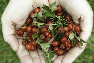 Hawthorn berries - Alan Price