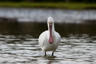 Spoonbill - Bertie Gregory/2020VISION