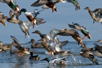 Flock of shovelers (Anas clypeata), gadwalls (Anas strepera) and teal (Anas crecca) - Bertie Gregory/2020VISION