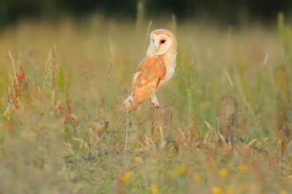 Suffolk Wildlife Trust