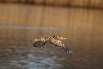 Bittern - Tim Stenton