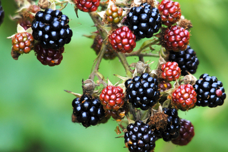 Blackberries - Amy Lewis 