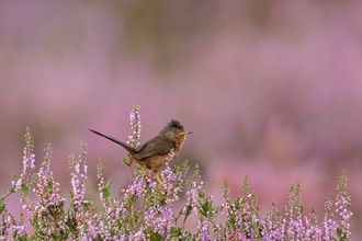 Dartford warbler - Chris Gomersall/2020VISION
