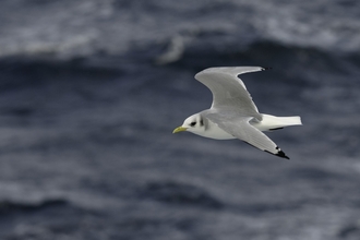 Kittiwake - Chris Gomersall/2020VISION