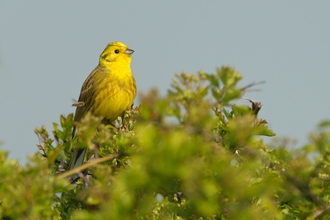 Yellowhammer - Chris Gomersall/2020VISION